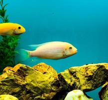 multicolorido brilhante peixe nadar dentro a aquário. aquário com pequeno animais de estimação. foto