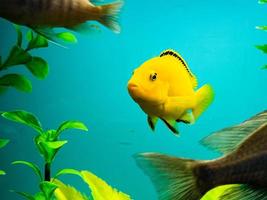multicolorido brilhante peixe nadar dentro a aquário. aquário com pequeno animais de estimação. foto
