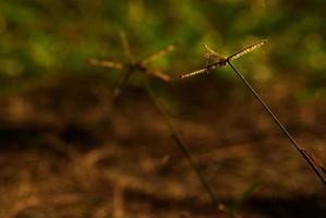 campo de ervas daninhas de grama de crowfoot na luz da manhã foto