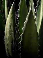 close-up de planta suculenta, espinho e detalhe nas folhas da planta de agave foto