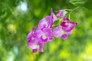 flor de orquídea em bokeh verde foto