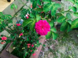 Rosa rosa gallica flores dentro a Jardim foto