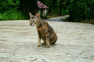 visto uma doméstico gatinho jogando dentro a rua foto