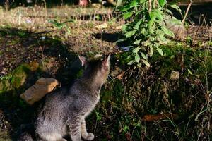 cinzento doméstico gatinho é ao ar livre foto
