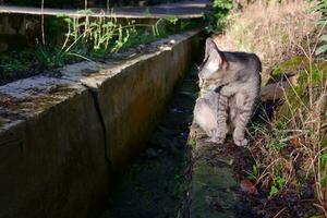 visto uma gatinho estava dentro a calha parede foto