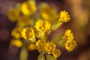 close-up de flores amarelas de prímula na luz do sol