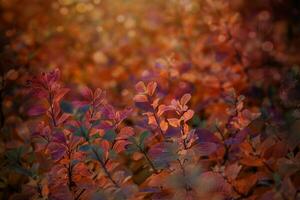 vermelho outono folhas do a arbusto dentro a caloroso tarde Sol dentro a jardim foto