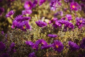 outono flores dentro fechar-se dentro a caloroso brilho do sol dentro a parque foto