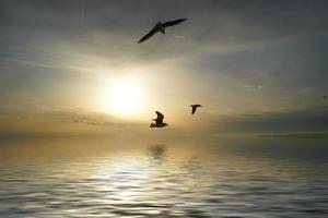 vista do mar com gaivotas voando sobre a superfície da água. foto