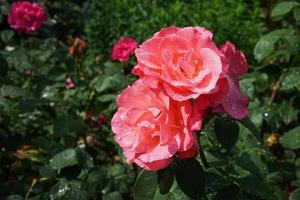 rosa encharcado na chuva e abaixou a cabeça foto