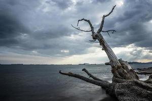 o tronco de uma árvore seca no fundo da paisagem do mar foto