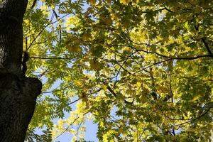 panorama com outono árvores e azul céu cria uma natural fundo foto