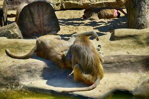 macaco animais às a jardim zoológico em uma caloroso verão dia lado de fora foto