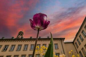 uma tulipa com Visão a partir de abaixo para dentro a pôr do sol foto