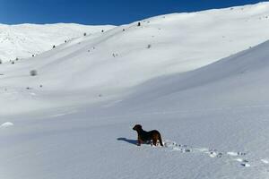 uma cachorro dentro a montanhas durante inverno em uma ensolarado dia. branco neve panorama. foto