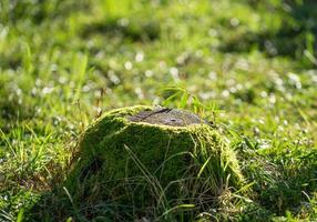 fundo natural com um velho toco no musgo foto