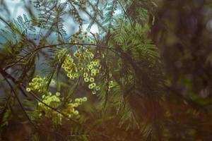 as flores e folhas da acácia prateada na luz de fundo na primavera na abcásia foto