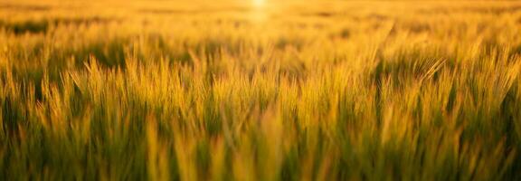 campo de trigo com luz quente e foco seletivo foto