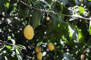 ameixas amarelas e folhas verdes foto