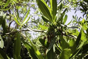 folhas verdes exuberantes foto