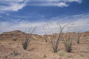 flora do deserto da baja califórnia sob um céu azul nublado no méxico foto