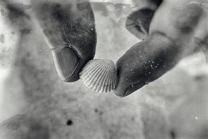 pequeno branco mar Concha mantido dentro mãos em uma de praia foto