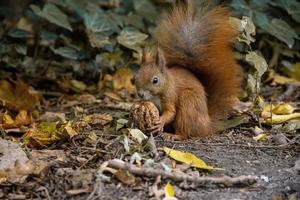 pequeno vermelho esquilo com uma ampla noz em a outono dia foto