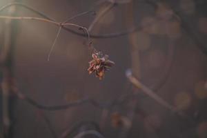 Castanho murcha flores dentro a caloroso dezembro luz dentro a jardim dentro fechar-se foto