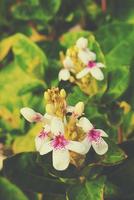 lindo interessante pequeno branco flores dentro a jardim dentro fechar-se foto