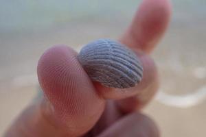 pequeno branco mar Concha mantido dentro mãos em uma de praia foto