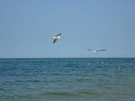 verão feriado panorama com azul mar água e céu e uma vôo gaivota em uma caloroso dia foto