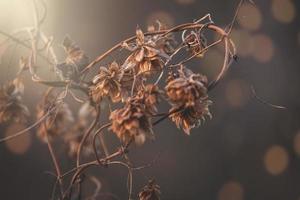 Castanho murcha flores dentro a caloroso dezembro luz dentro a jardim dentro fechar-se foto