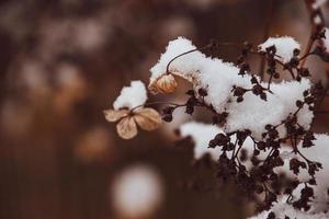 uma murcha delicado flor dentro a jardim em uma frio gelado dia durante queda branco neve foto