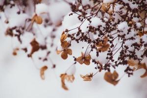 uma murcha delicado flor dentro a jardim em uma frio gelado dia durante queda branco neve foto