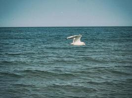 verão feriado panorama com azul mar água e céu e uma vôo gaivota em uma caloroso dia foto