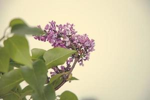 Primavera galho do florescendo roxa lilás com verde folhas foto