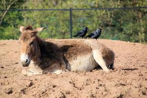 uma visão de um cavalo selvagem foto