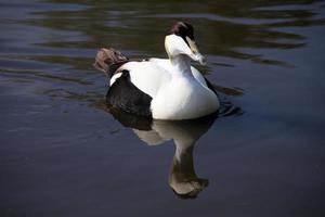 uma Visão do a eider Pato foto