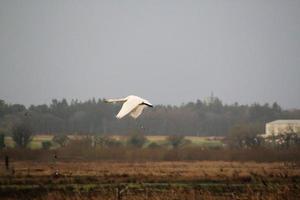 uma visão de um cisne bravo na reserva natural de martin mere foto