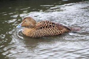 uma Visão do a eider Pato foto