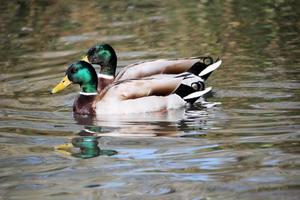 uma vista de um pato-real foto