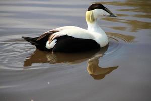 uma Visão do a eider Pato foto