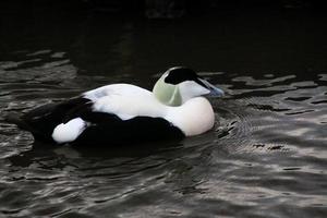 uma Visão do a eider Pato foto