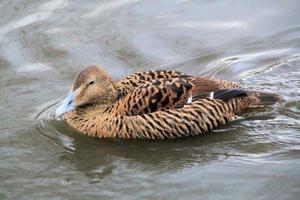 uma Visão do a eider Pato foto