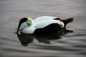 uma Visão do a eider Pato foto