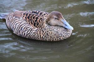 uma Visão do a eider Pato foto