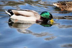 uma vista de um pato-real foto