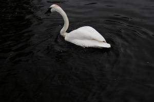 uma visão de um cisne trompetista foto