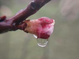 jovem flores brotar dentro Primavera foto