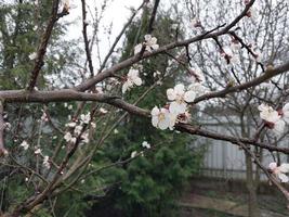 jovem flores brotar dentro Primavera foto